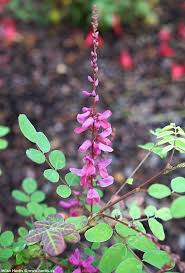 Image result for Indigofera bainesii