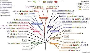 Plant cells have a large vacuole, while animal cells contain multiple small chloroplasts: Bacterial And Archaeal Symbioses With Protists Sciencedirect
