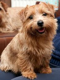 Norfolk Terrier Dogkennelnorfolk Norfolk Terrier Puppies Norfolk Terrier Dog Breeds