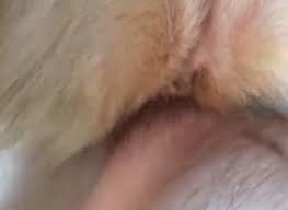 83% (1017 votes) share this video. Hot German Shepherd Girl Gay Beast Com Animal Man Extrem Sex And Taboo Porn