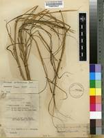 Image result for Rhytachne