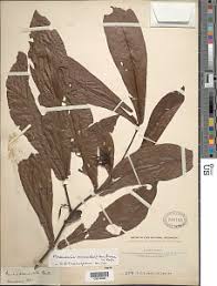 Image result for Massularia