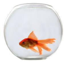 Learn The Basics On How To Take Care Of A Goldfish Bowl Or Tank A Great Source Of Information For All New Owners Goldfish Bowl Goldfish Aquarium Pet Goldfish
