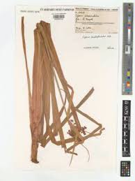 Image result for Cyperus glaucophyllus