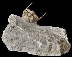 Image result for Chasmopodium