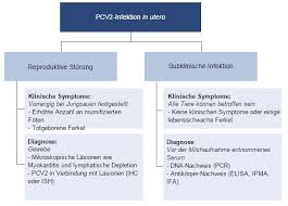 Myocarditis, also known as inflammatory cardiomyopathy, is inflammation of the heart muscle.symptoms can include shortness of breath, chest pain, decreased ability to exercise, and an irregular heartbeat. Auswirkungen Der Pcv2 Infektion Auf Die Reproduktion Artikel 3drei3 De Alles Uber Schweine
