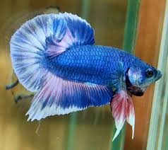 Blue Fire Halfmoon Plakat Hmpk