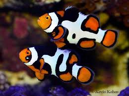 Amphiprion Percula Auf Jeden Fall Ungewohnlich Aussehend Clownfisch Amphiprion Auf Aussehend Clownfisch Fa Clownfisch Aquarium Fische Aquarienfische