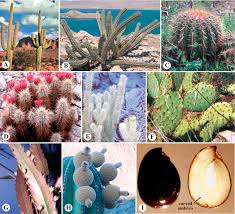 Image result for Cactaceae