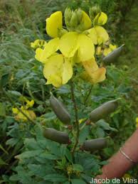 Image result for Crotalaria micans