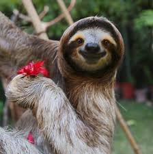The 100 most bizarre and surprising animal facts in the world. 91 Fascinating Facts About Animals