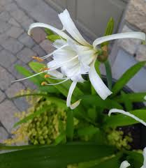 Image result for Ismene narcissiflora