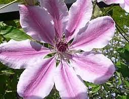We did not find results for: Clear Advice About How To Identify And Prune Clematis What Are Groups 1 2 And 3 Clematis With Images And Videos