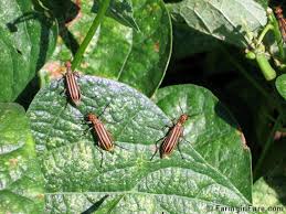As soon as tomato hornworms walk over the powder, the diatomaceous earth starts working. In My Kitchen Garden Garden Journal 8 1 11 Attack Using Organic Diatomaceous Earth On Blister Beetles And Other Pests In The Garden And Around The House And Farm