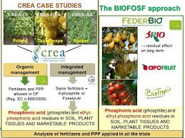 Kitchen accessories fruit vegetables 6 pcs metric thread. Agronomy Free Full Text Assessing The Origin Of Phosphonic Acid Residues In Organic Vegetable And Fruit Crops The Biofosf Project Multi Actor Approach