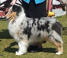 This advert is located in and around kirkby lonsdale, cumbria. Rough Collie Wikipedia