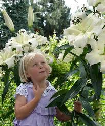 Touch Of Eco Giant Queen Tree Lily Flower Bulbs Zulily Tree Lily Bulb Flowers Lily Flower