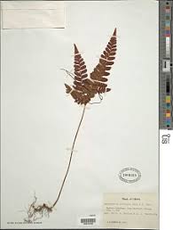 Image result for Triplophyllum protensum