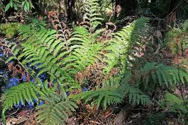 Image result for Todea