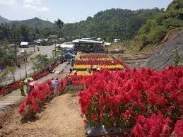 Terdapat banyak sekali bunga tulip, hyacints, dan sebagainya di taman ini. Taman Bunga Di Geunie Pemandangan Alam Dan Aneka Warna Bunga