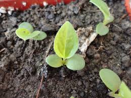 Echinacea Seedlings Echinacea Trees To Plant Seedlings