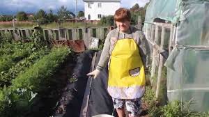 во саду ли в огороде юлия миняева посадка чеснока Posadka Klubniki V Netkanyj Ukryvnoj Material Youtube