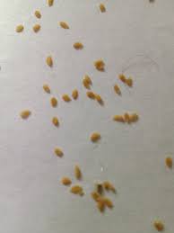 Tapeworms generally need to be ingested by at least two different insects or animals to complete their life cycle. Eggs Or Something Falling Off My Cat Thecatsite