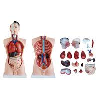 Anatomy of the chest and abdomen male chest anatomy diagram male chest anatomy thorax anatomy pictures. Human Torso Anatomical Models Perfect For Classrooms Clinics