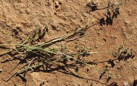 Image result for Eragrostis echinochloidea