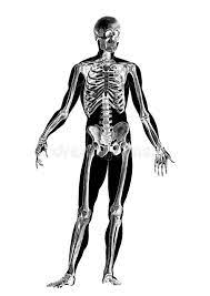 Human anatomy drawing drawing theory. Medicine The Human Body Victorian Anatomical Drawing Stock Illustration Illustration Of Anatomical Figure 151410960