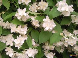 15 fleurs parfumees pour le jardin www.journaldesfemmes.fr. Photo Arbuste Tres Odorant