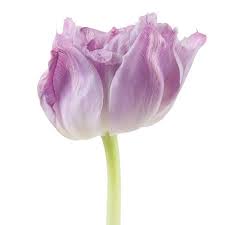 Maybe you would like to learn more about one of these? Tulip Double Double Price 35cm Wholesale Dutch Flowers Florist Supplies Uk