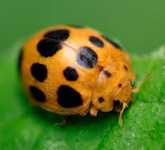 Ent a ladybird beetle, epilachna varivestis, introduced into the u.s. The Mysterious Wild American Strawberry Whyy