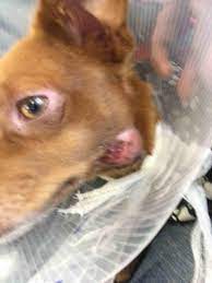 My Dog Has An Abscess And It Costs Way Too Much To Remove Is There A Way To Remove Or At Least Heal It Myself Petcoach