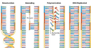 Genetics Polymerase Chain Reaction Genetics Molecular Biology Molecular