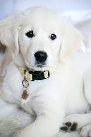 Golden Retriever Puppy By Isabelle White Golden Retriever Puppy Retriever Puppy Dogs And Puppies
