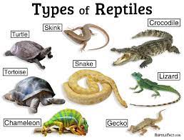Snakes, crocodiles, lizards, tortoises and terrapins. World Lizard Day And Why Reptiles Are Important To Ecosystem World Report Our Actions Tunza Eco Generation