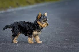 Da yorkshire terrier trotz ihres langen fells keine unterwolle haben, frieren sie leicht im winter. Yorkshire Terrier Charakter Haltung Erziehung Und Pflege