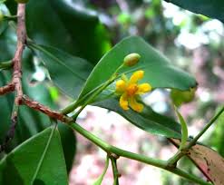 Image result for Campylospermum