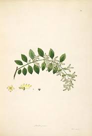 Image result for Salvadora australis