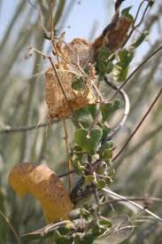 Image result for Pergularia