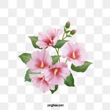 Pink Hand Painted Korean Hibiscus Flower Cluster Pink Hibiscus Flowers Flower Clusters Png Transparent Clipart Image And Psd File For Free Download In 2020 Flower Png Images Pink Flowers Background Hd Flowers