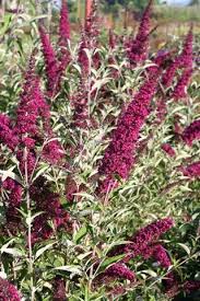 Pin On Deciduous Shrubs