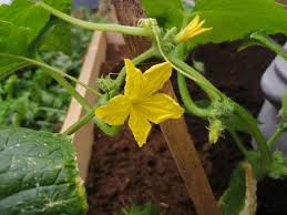Image result for Cucumis anguria
