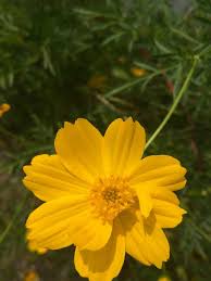Flowers of sulfur (british spelling flowers of sulphur) is a very fine, bright yellow sulfur powder that is produced by sublimation and deposition. Benefits Of Flowering Cosmos Caudatus As A Natural Pesticide Steemit