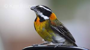 Image result for Sorindeia rhodesica