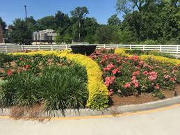 Check spelling or type a new query. Bracy S Nursery Beautiful Use Of Sunshine Ligustrum In Facebook