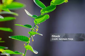Image result for Phyllanthus reticulatus