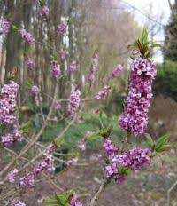 Image result for Daphne mezereum
