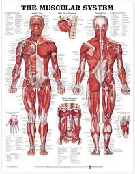 The muscle fibers' highly specialized structure enables the muscles to relax and contract to produce movement. Amazon Com The Muscular System Anatomical Chart Laminated Home Kitchen